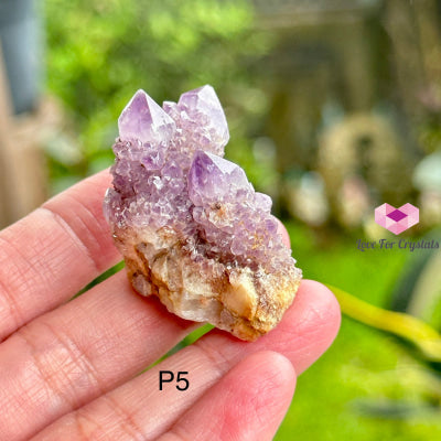 Amethyst Cactus Spirit Quartz Cluster (South Africa) Collectors Photo 5 Raw Crystals