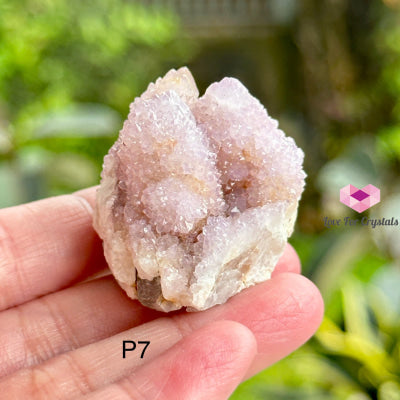 Amethyst Cactus Spirit Quartz Cluster (South Africa) Collectors Photo 6 Raw Crystals