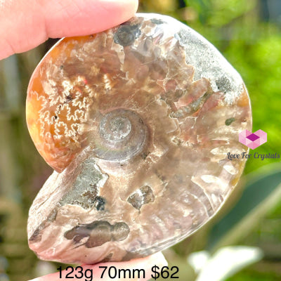 Ammonite Fossil With Stand 123G 70Mm