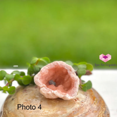 Pink Amethyst Druse Mini Geode (Argentina) Raw Crystals